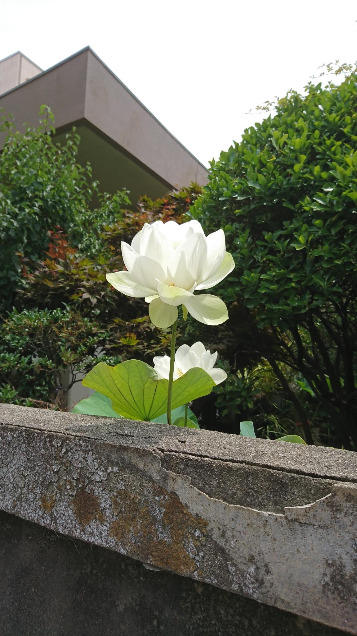白い蓮の花が咲きました 白い蓮の花が咲きました